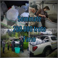 pesca semina pesca semina
